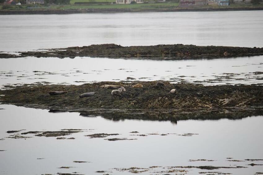 Seal Cabin Villa Strangford Eksteriør billede